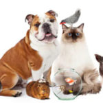 How Getting a Pet Affects Your Finances