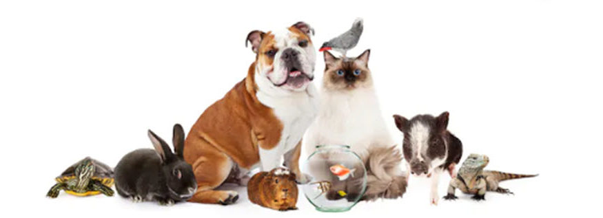 how pets affect your finances